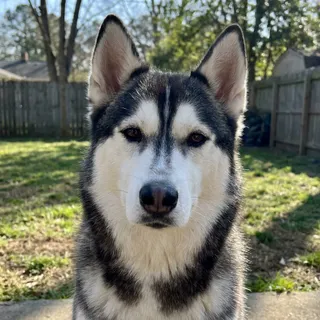 Photo of a husky sitting on grass